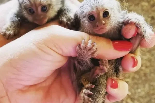 Marmoset Monkeys for adoptionWe have two beautiful Finger Marmoset Monkeys, one male one female